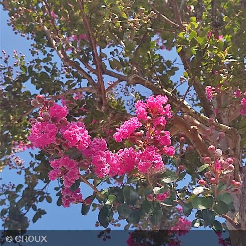 LAGERSTROEMIA indica 'Durant Red'
