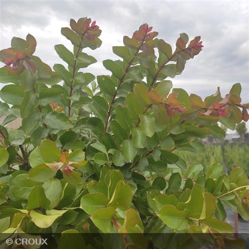 LAGERSTROEMIA indica 'Dynamite'