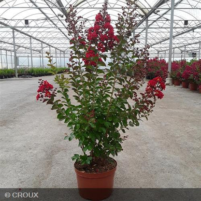 LAGERSTROEMIA indica 'Dynamite'