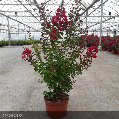 LAGERSTROEMIA indica 'Dynamite'