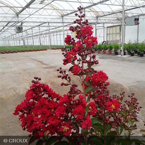 LAGERSTROEMIA indica 'Dynamite'