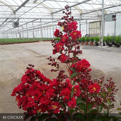 LAGERSTROEMIA indica 'Dynamite'