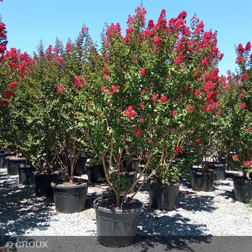 LAGERSTROEMIA indica 'Dynamite'