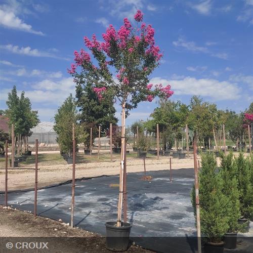 LAGERSTROEMIA indica 'Rosea'