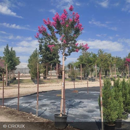 LAGERSTROEMIA indica 'Rosea'