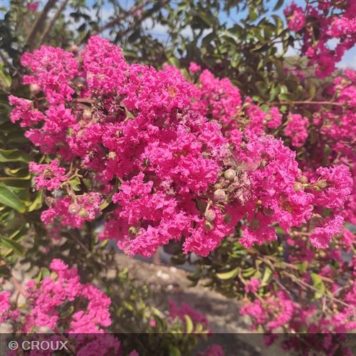 LAGERSTROEMIA indica 'Rosea'