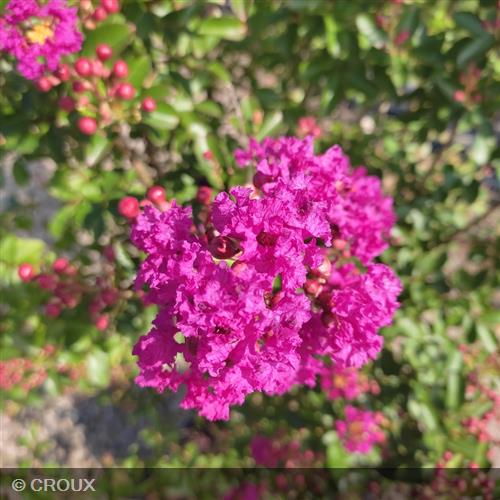 LAGERSTROEMIA indica 'Superviolacea'