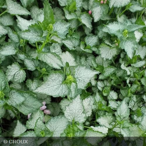LAMIUM  maculatum 'Pink Pewter'