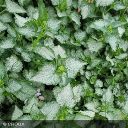 LAMIUM  maculatum 'Pink Pewter'