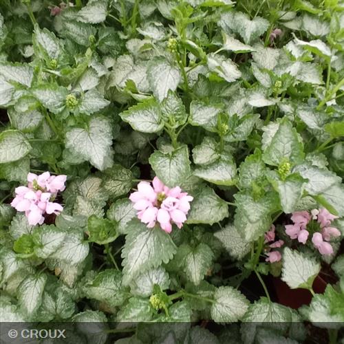 LAMIUM  maculatum 'Pink Pewter'