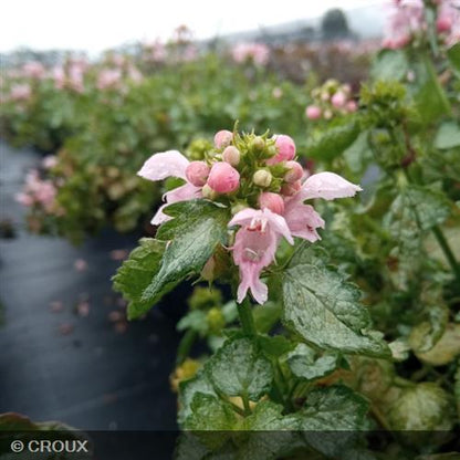 LAMIUM  maculatum 'Pink Pewter'