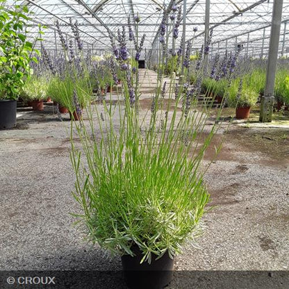 LAVANDULA x intermedia 'Phenomenal®'