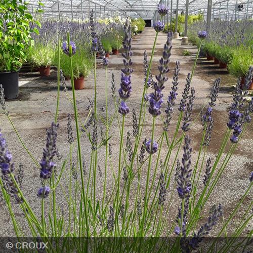 LAVANDULA x intermedia 'Phenomenal®'