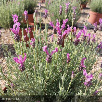 LAVANDULA stoechas  'The Princess®'