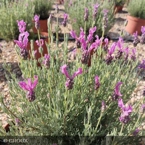 LAVANDULA stoechas  'The Princess®'
