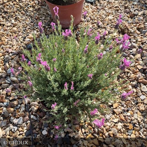 LAVANDULA stoechas  'The Princess®'