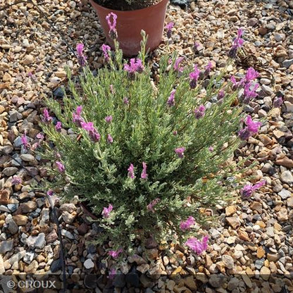 LAVANDULA stoechas  'The Princess®'