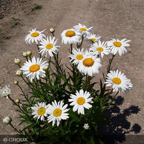 LEUCANTHEMUM x superbum 'Silberprinzesschen'