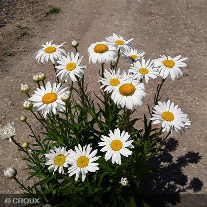 LEUCANTHEMUM x superbum 'Silberprinzesschen'