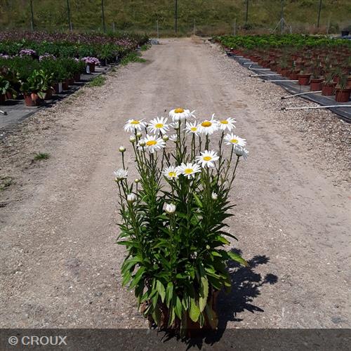 LEUCANTHEMUM x superbum 'Silberprinzesschen'
