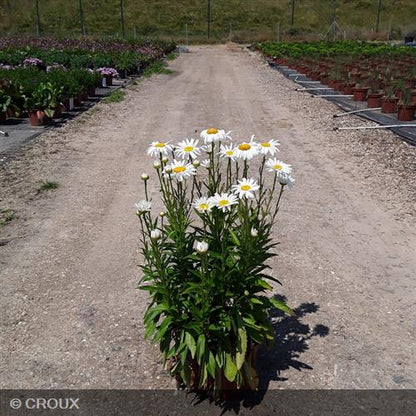 LEUCANTHEMUM x superbum 'Silberprinzesschen'