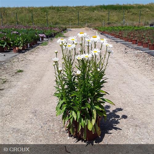 LEUCANTHEMUM x superbum 'Silberprinzesschen'