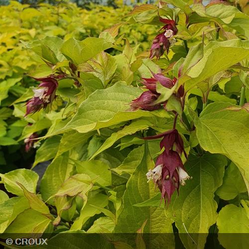 LEYCESTERIA  formosa 'Golden Lanterns®'