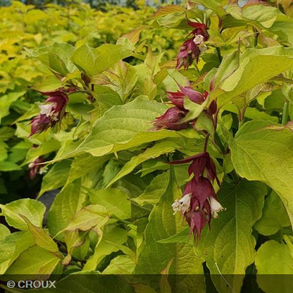 LEYCESTERIA  formosa 'Golden Lanterns®'