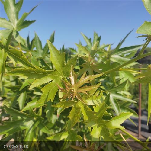 LIQUIDAMBAR styraciflua 'Worplesdon'