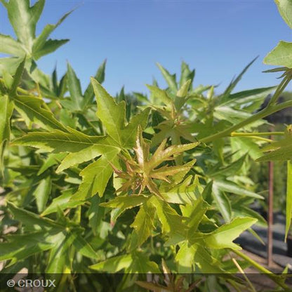 LIQUIDAMBAR styraciflua 'Worplesdon'
