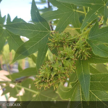 LIQUIDAMBAR styraciflua 'Worplesdon'