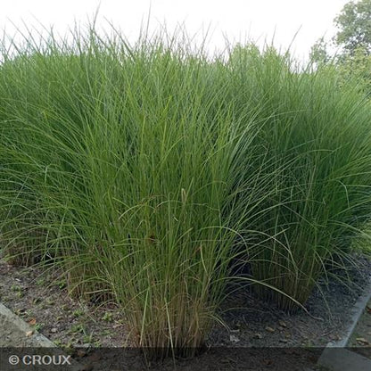 MISCANTHUS sinensis 'Gracillimus'