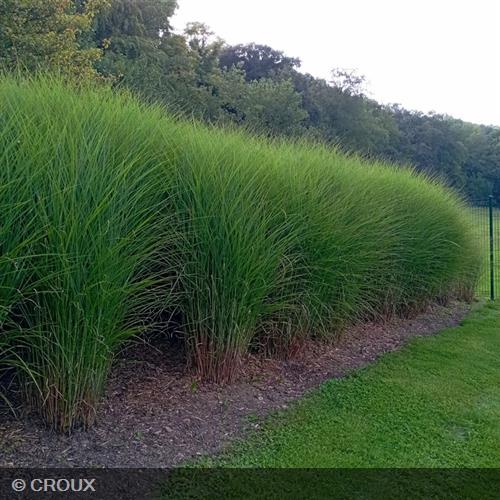 MISCANTHUS sinensis 'Gracillimus'