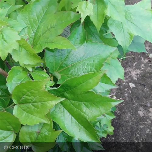 PARTHENOCISSUS tricuspidata 'Veitchii Robusta'