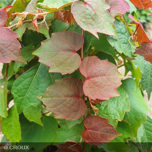 PARTHENOCISSUS tricuspidata 'Veitchii Robusta'
