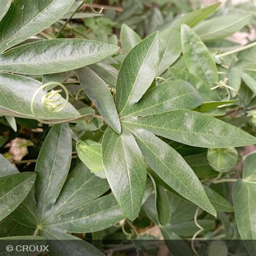 PASSIFLORA caerulea