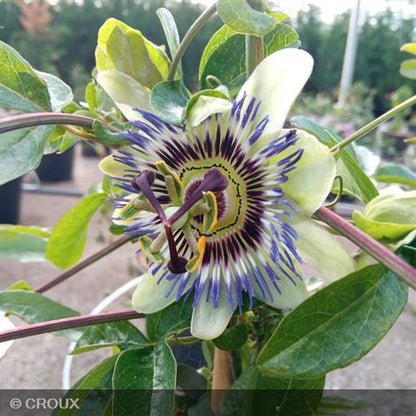 PASSIFLORA caerulea