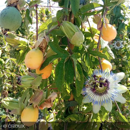 PASSIFLORA caerulea