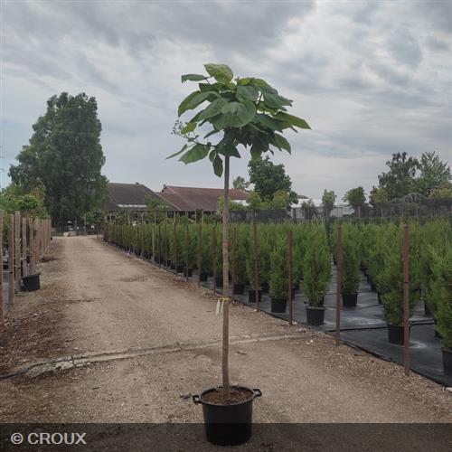 PAULOWNIA fortunei 'Fast Blue® Minfast'
