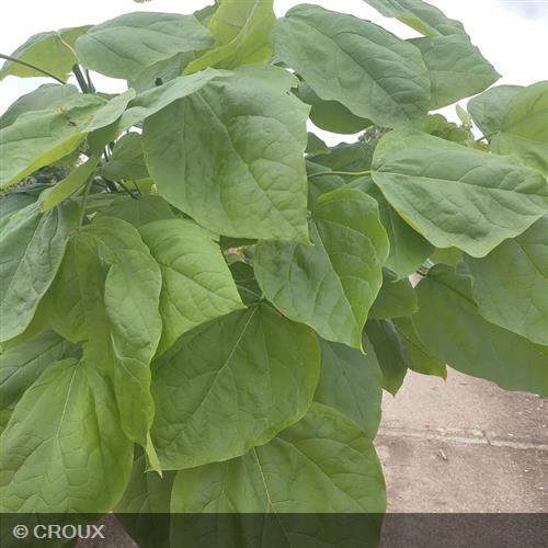 PAULOWNIA fortunei 'Fast Blue® Minfast'