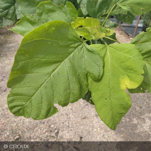 PAULOWNIA fortunei 'Fast Blue® Minfast'