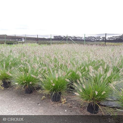 PENNISETUM alopercuroides 'Hameln'