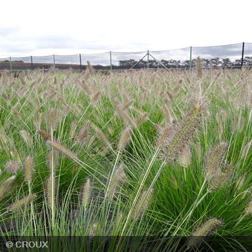 PENNISETUM alopercuroides 'Hameln'