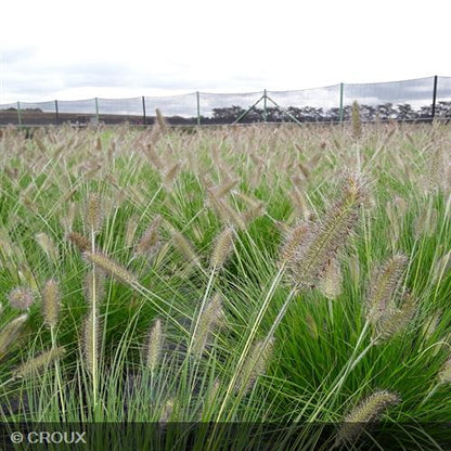 PENNISETUM alopercuroides 'Hameln'