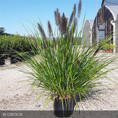PENNISETUM alopecuroides 'Red Head'