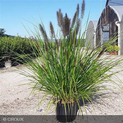 PENNISETUM alopecuroides 'Red Head'