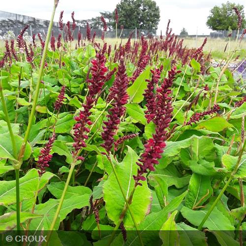 PERSICARIA amplexicaulis 'Fat Domino®'