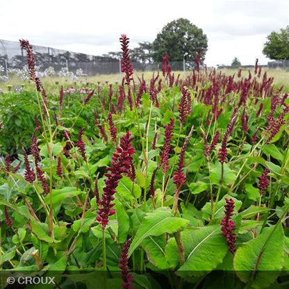 PERSICARIA amplexicaulis 'Fat Domino®'