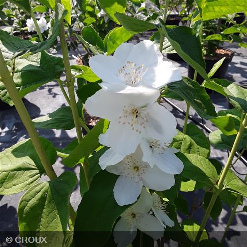 PHILADELPHUS coronarius