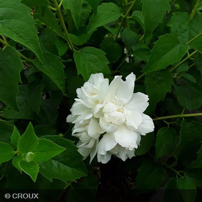 PHILADELPHUS virginal